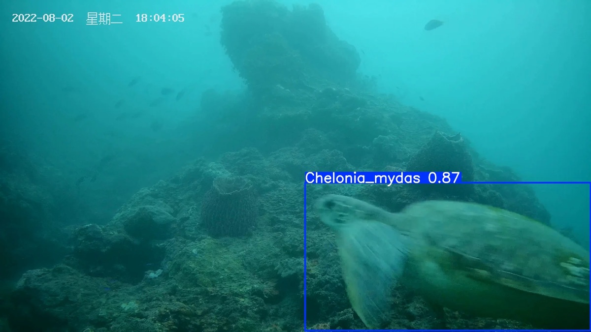 Marine Species Identification Platform